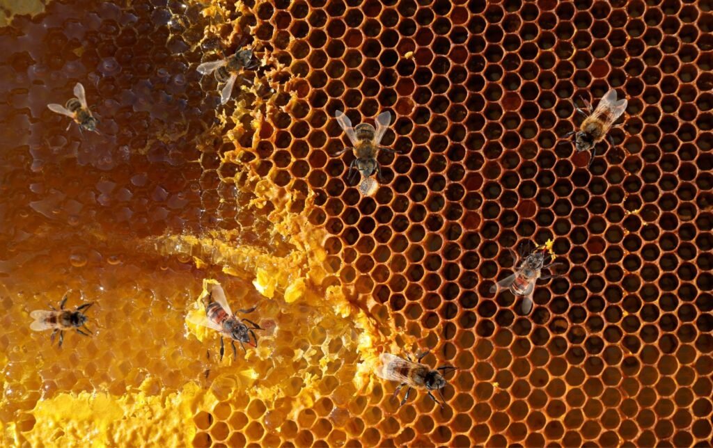 Bitės ant medaus korio