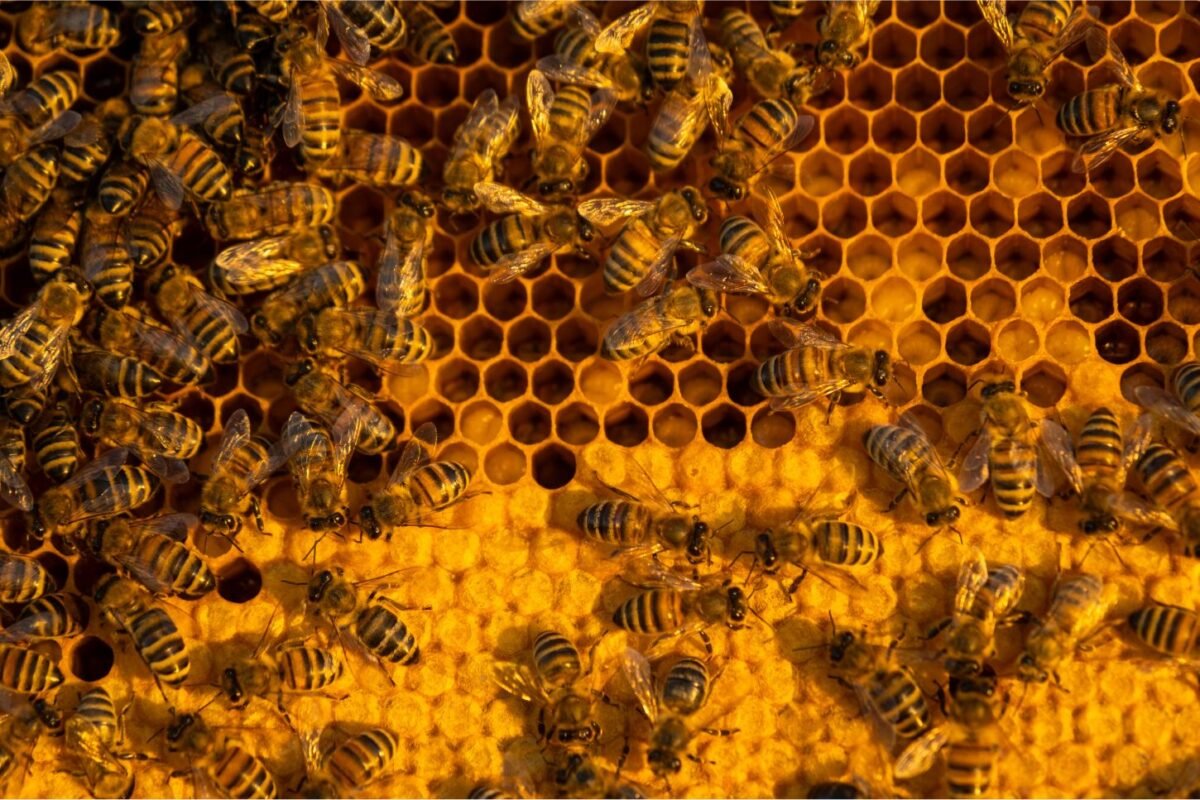 Kaip prižiūrėti bites – bitės ant korio avilyje