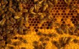 Kaip prižiūrėti bites – bitės ant korio avilyje