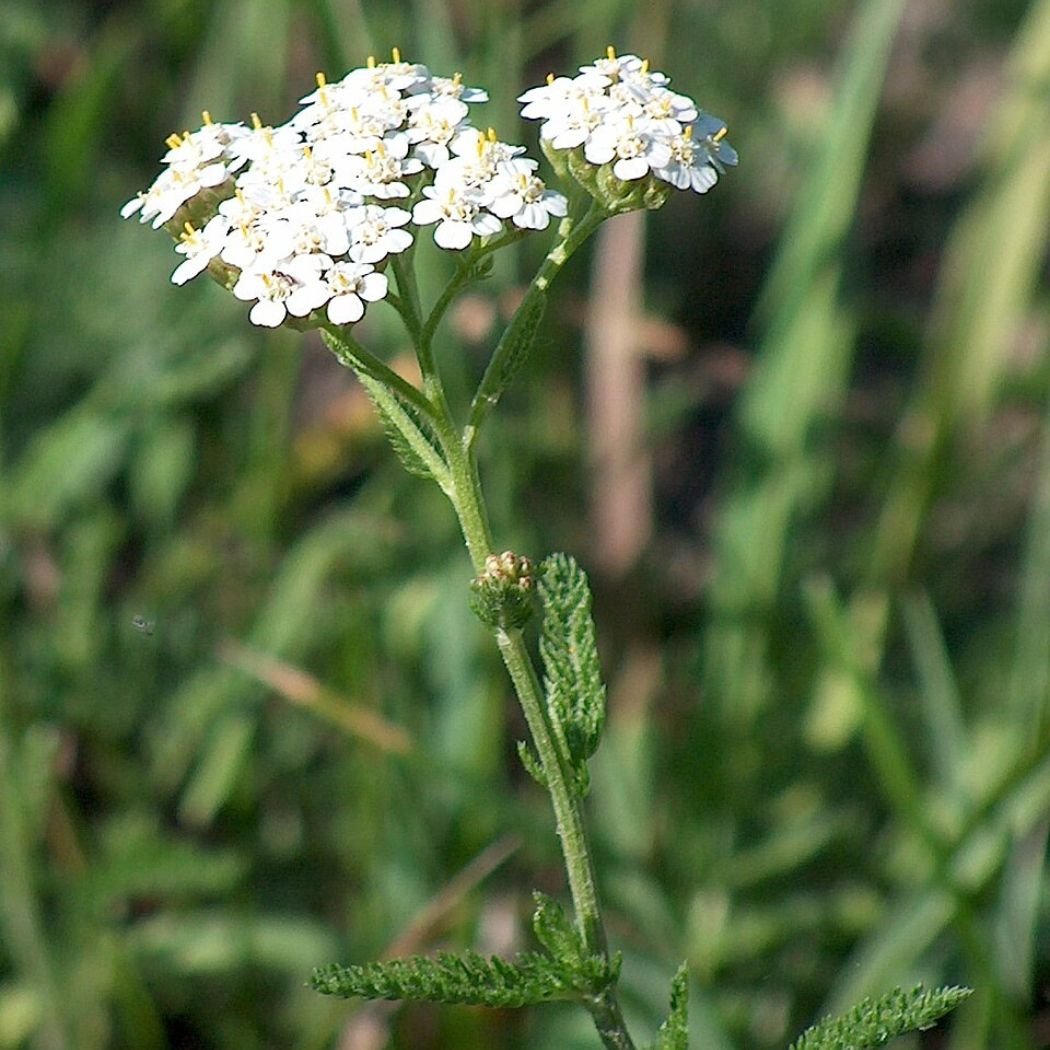 Paprastoji kraujažolė Achillea millefolium su baltais žiedais ir plunksniškais lapais