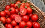 Pomidorų sėklos iš prinokusių pomidorų, paruoštos naminiam sėklų rinkimui