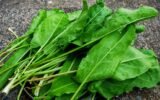 Šviežios rūgštynės lapai su ilgais koteliais ant akmenuoto paviršiaus