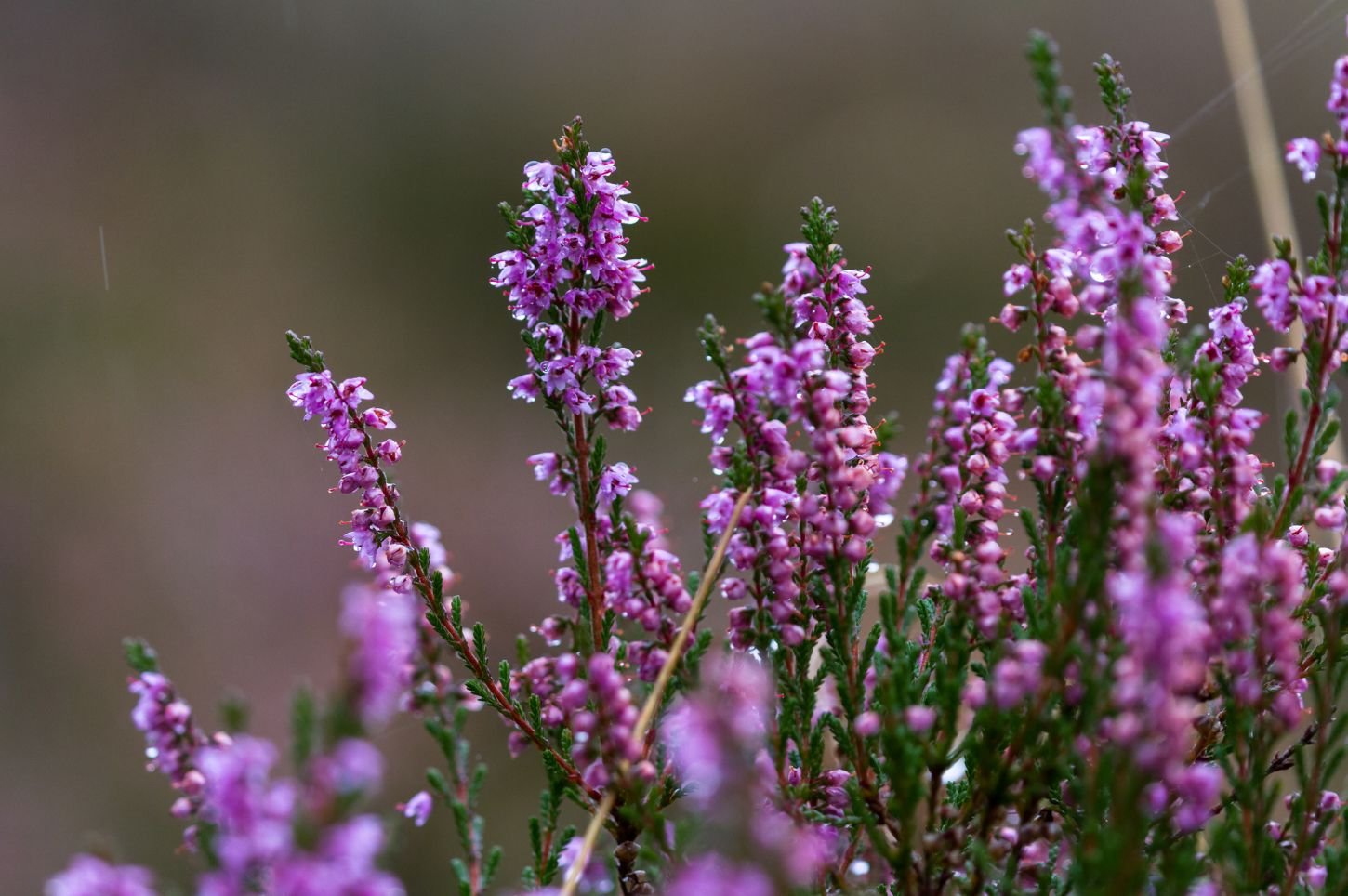 Stambiu planu nufotografuoti žydintys viržiai su violetiniais žiedais