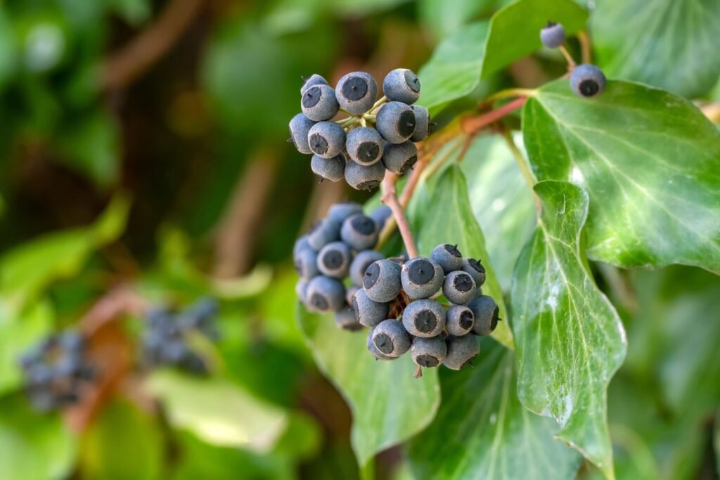 Gebenės uogos – Hedera helix
