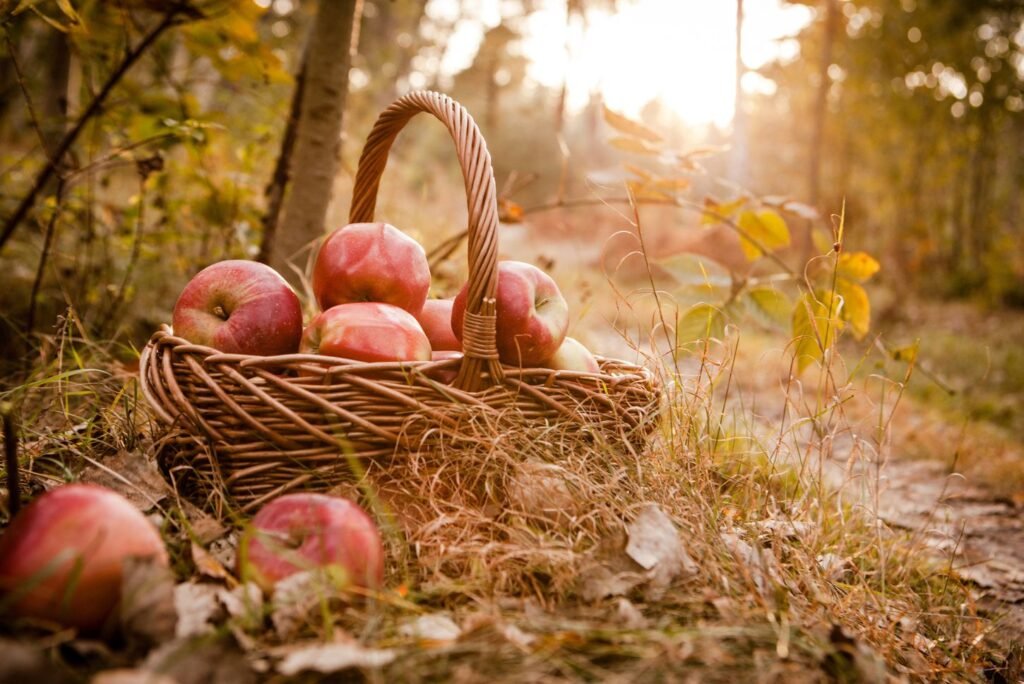 Obuoliai pintinėje rudens miške