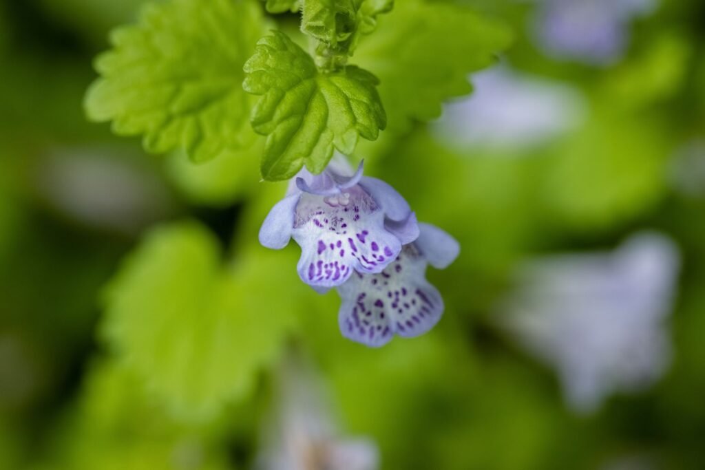 Tramažolės žiedas – Glechoma hederacea