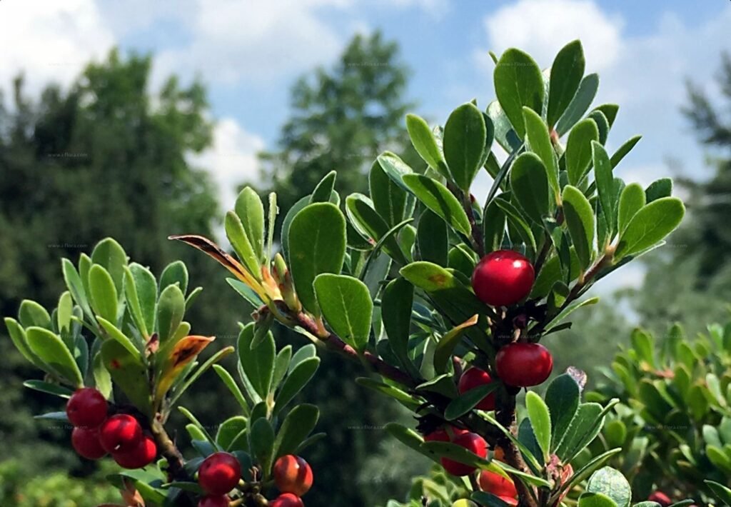 Sunokusios raudonos miltinės meškauogės uogos ant lapuotų šakelių