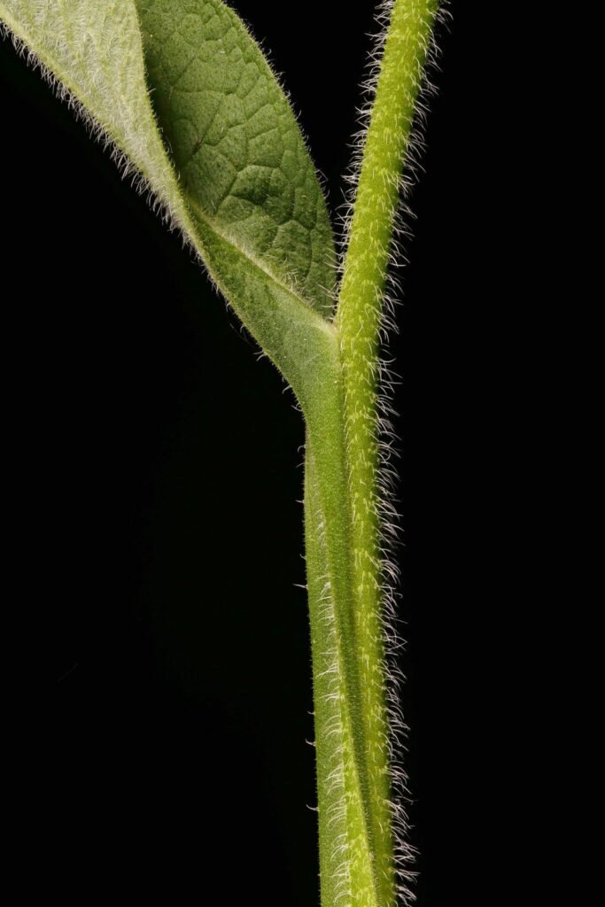 Symphytum officinale L. stiebas